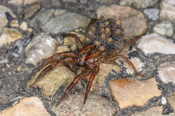 A wolf spider with many small spiders on its back.