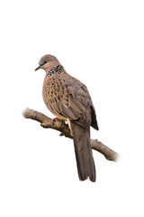 Spotted dove perching on a perch isolated on white background
