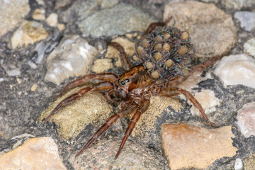 A wolf spider with many small spiders on its back.