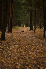 autumn in the forest