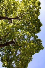 Fototapeta premium green leaves of a tree