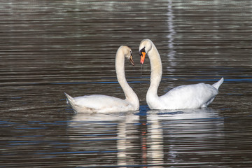 Flirt der Schwäne