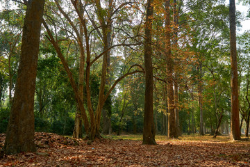 Wood in temple complex Angkor Wat Siem Reap, Cambodia