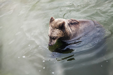 Fototapeta premium Brown bear floats in water
