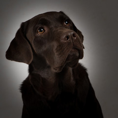 labrador chocolat