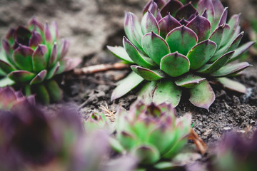 beautiful green bush of echeveria grows on ground