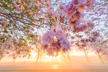 Pink trumpet tree row with Mist in sunrise time / Pink trumpet with sunrise