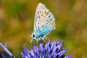 Common Blue Butterfly - Polyommatus icarus on Marjoram