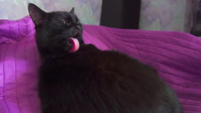 beautiful cute cat licking and washing