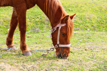 Horse grazing on green grass