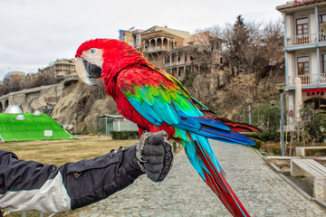 Parrot Ara red-green in the city of Tbilisi.