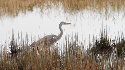 Heron Behind the Reeds