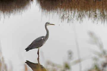 Heron Standing in the Lake