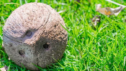 fresh fallen coconut on the green grass