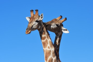 Zwei Giraffenbullen (giraffa camelopardalis) kämpfen im Kgalagadi Nationalpark in Südafrika