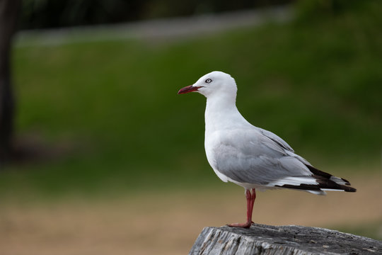 アカハシギンカモメ