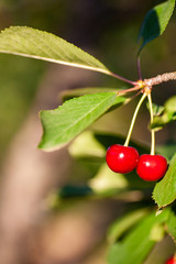 Cherries in the orchard