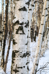 birch in winter forest