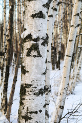 Obraz premium birch in winter forest