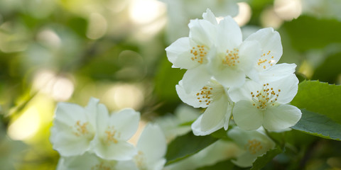 delicate white jasmine flowers