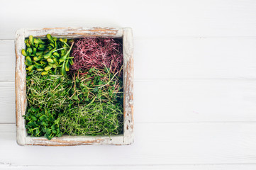Micro greens sprouts of radish, amaranth, mustard, beetroot and onion in wooden box