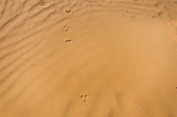 Human footprints in the sand in the desert