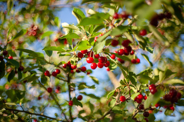 Cherries in the orchard