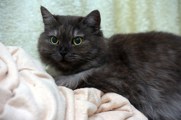 beautiful fluffy smoky cat