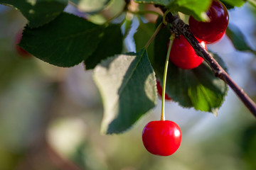 Cherries in the orchard