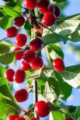 Cherries in the orchard