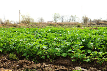 Rows of young plants on a fertile field 