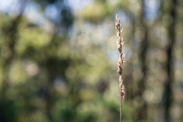 In a forest