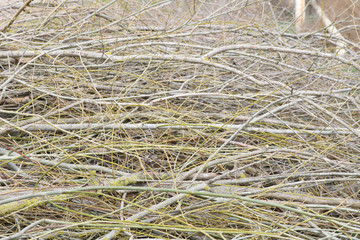 Pile of dry branches composition as a background texture 