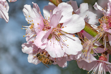 Bee flying on pink Japanese cherry blossom blooming season under a ending winter blue sky