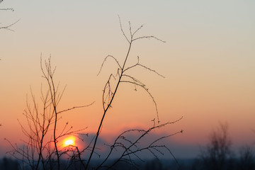 the tree silhouette , lonely tree silhouette on open field at sunset vibrant orange , natural summer background © olga_polyanskaya