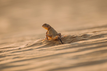 Lizard in the desert on the yellow sand. Reptile in the desert