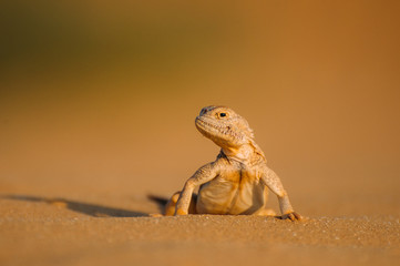 Lizard in the desert on the yellow sand. Reptile in the desert