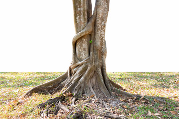 Trunk and big tree roots spreading out beautiful in the tropics. The concept of care and environmental protection.