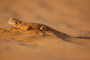 Lizard in the desert on the yellow sand. Reptile in the desert