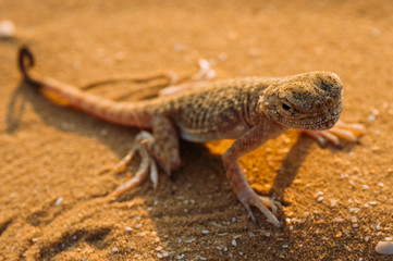 Lizard in the desert on the yellow sand. Reptile in the desert