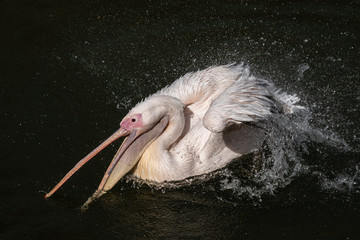 Pélican avec bec ouvert dans l'eau