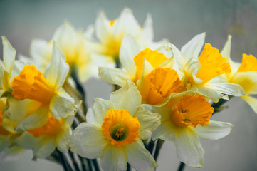 Fototapeta na wymiar Bouquet of spring daffodils