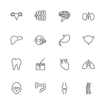 Organs- Flat Vector line Icons