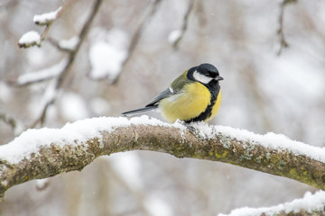 Fototapeta premium Sikora bogata zimą. Parus major.