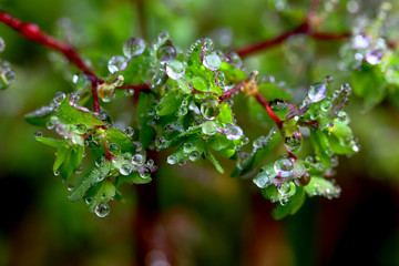 flowers and water drops
