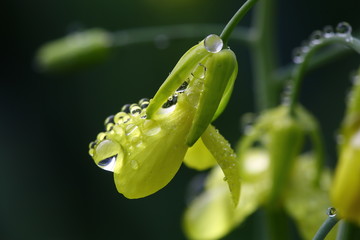 flowers and water drops