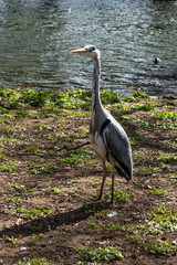 Fototapeta premium Airone Cinerino a Kensington Garden