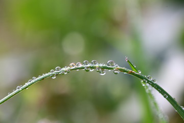 flowers and water drops