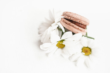 chocolate macaroon on a white background with cut live chrysanthenes.  Isolate. Free space for text