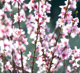 flowered peach tree